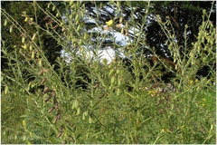Crotalaria mysorensis